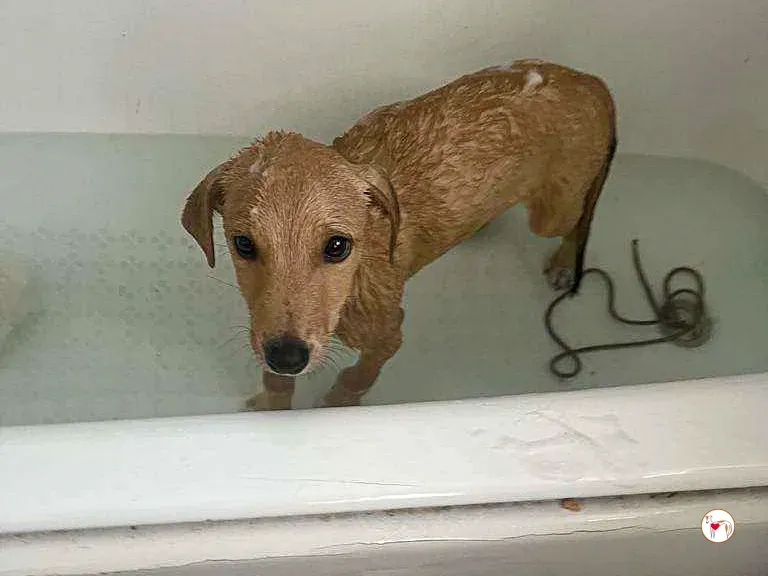 murphy grey adozione 12