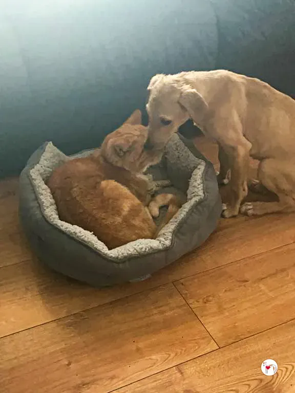 murphy grey adozione 14