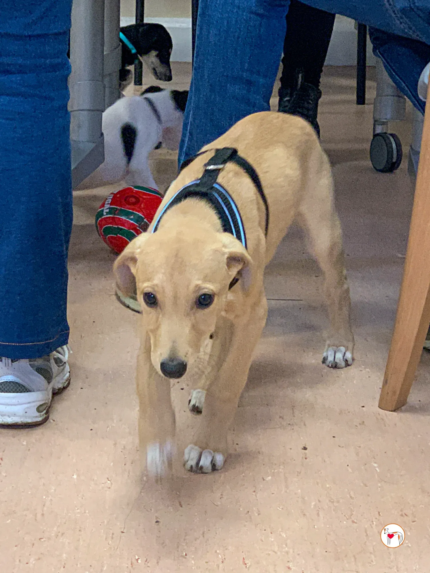 murphy grey adozione 15