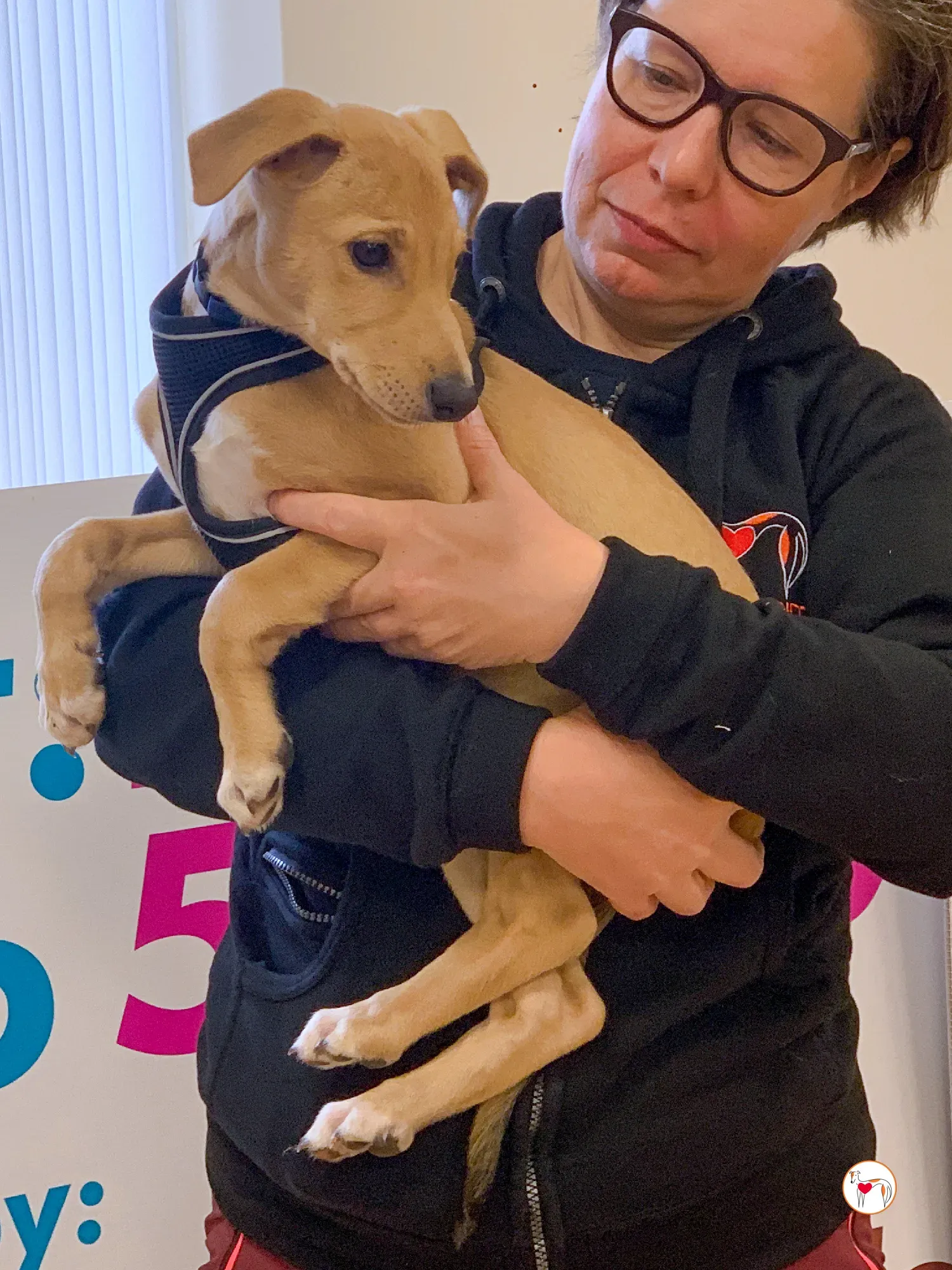 murphy grey adozione 16