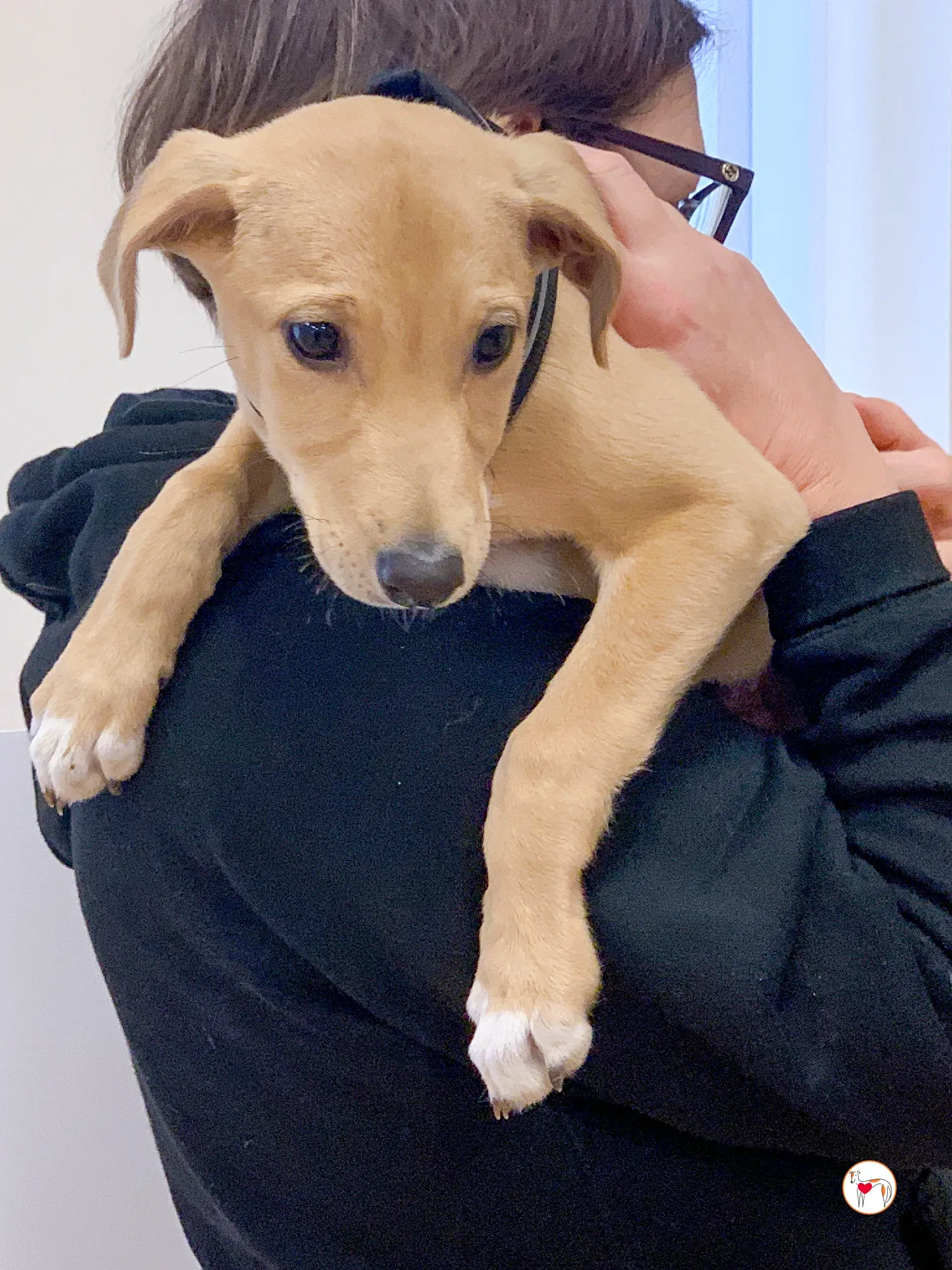 murphy grey adozione 17