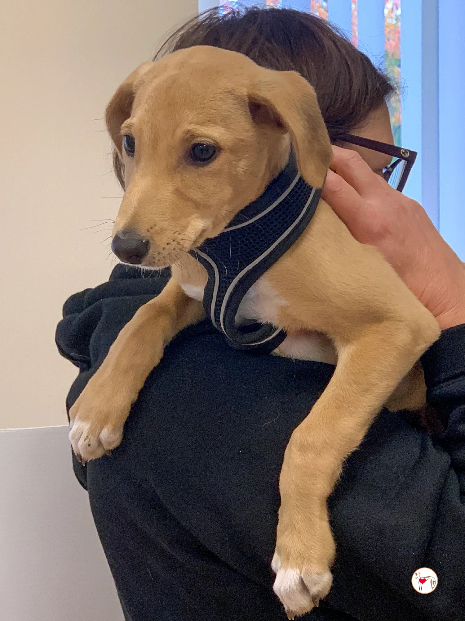 murphy grey adozione 18