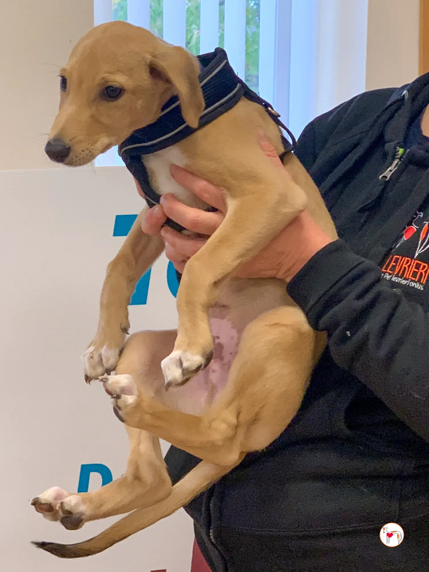 murphy grey adozione 19