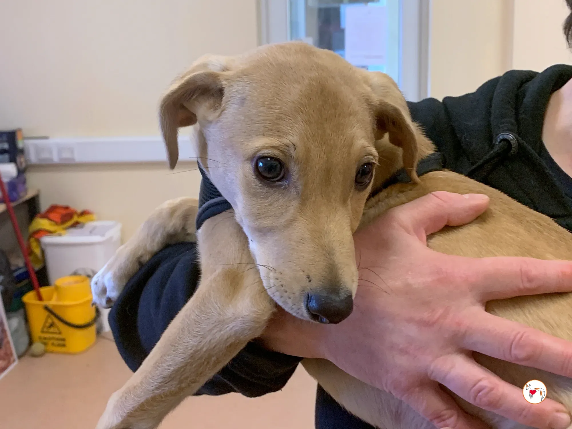 murphy grey adozione 20