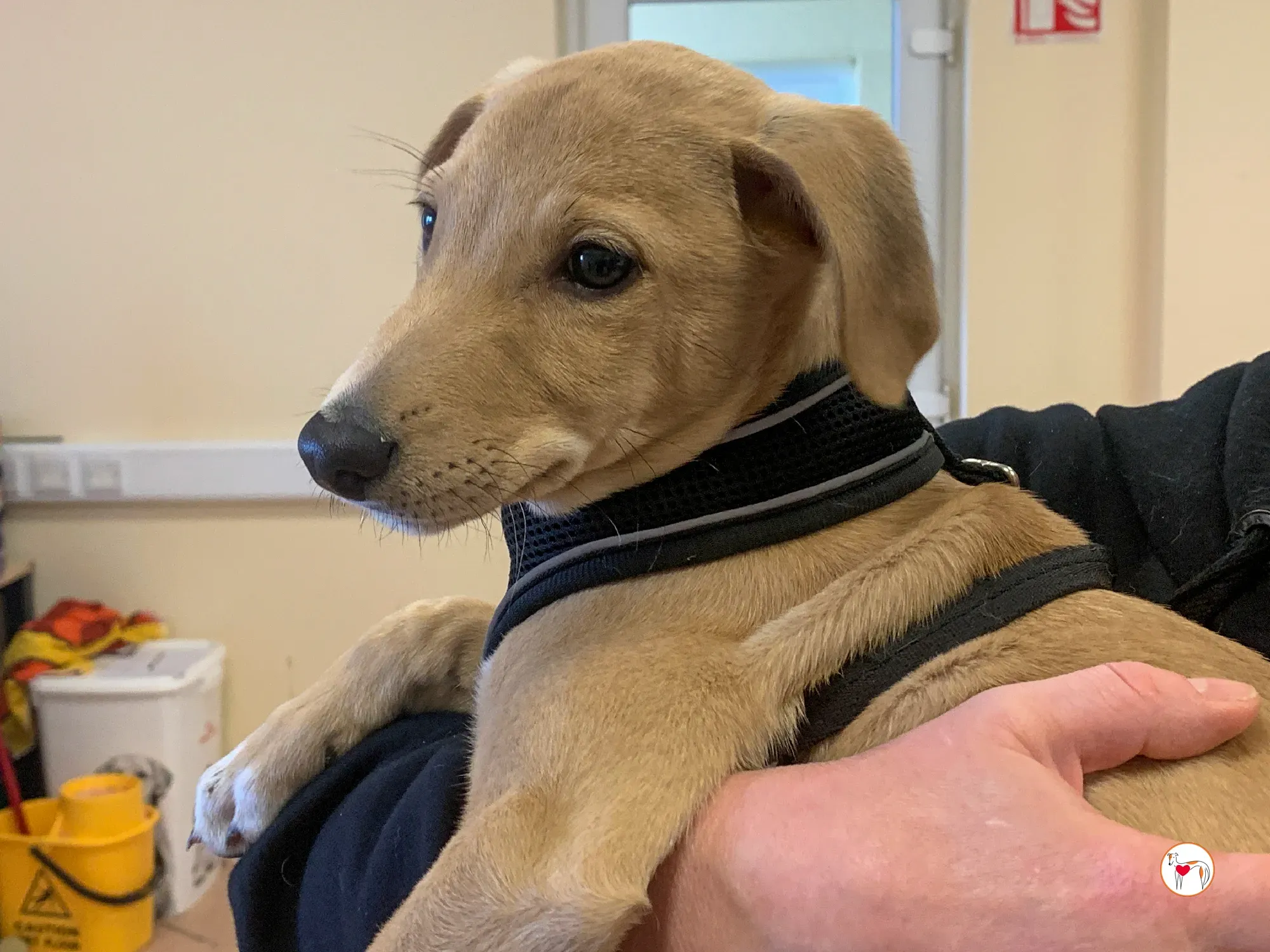 murphy grey adozione 21