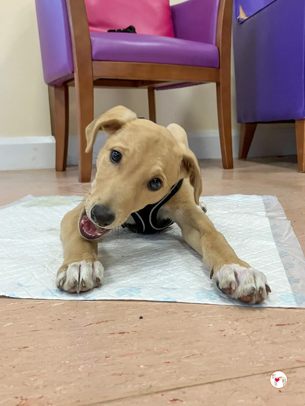 murphy grey adozione 23