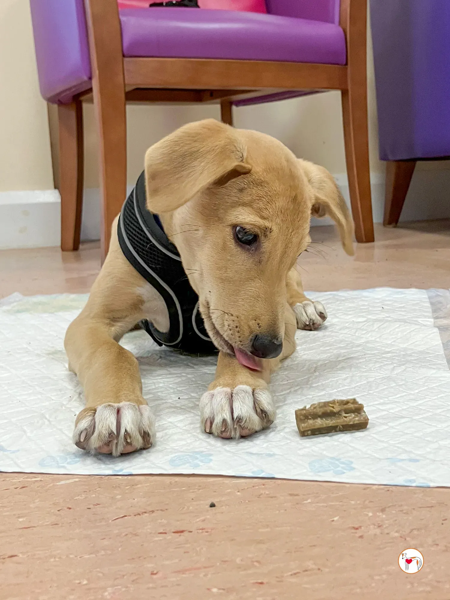 murphy grey adozione 25