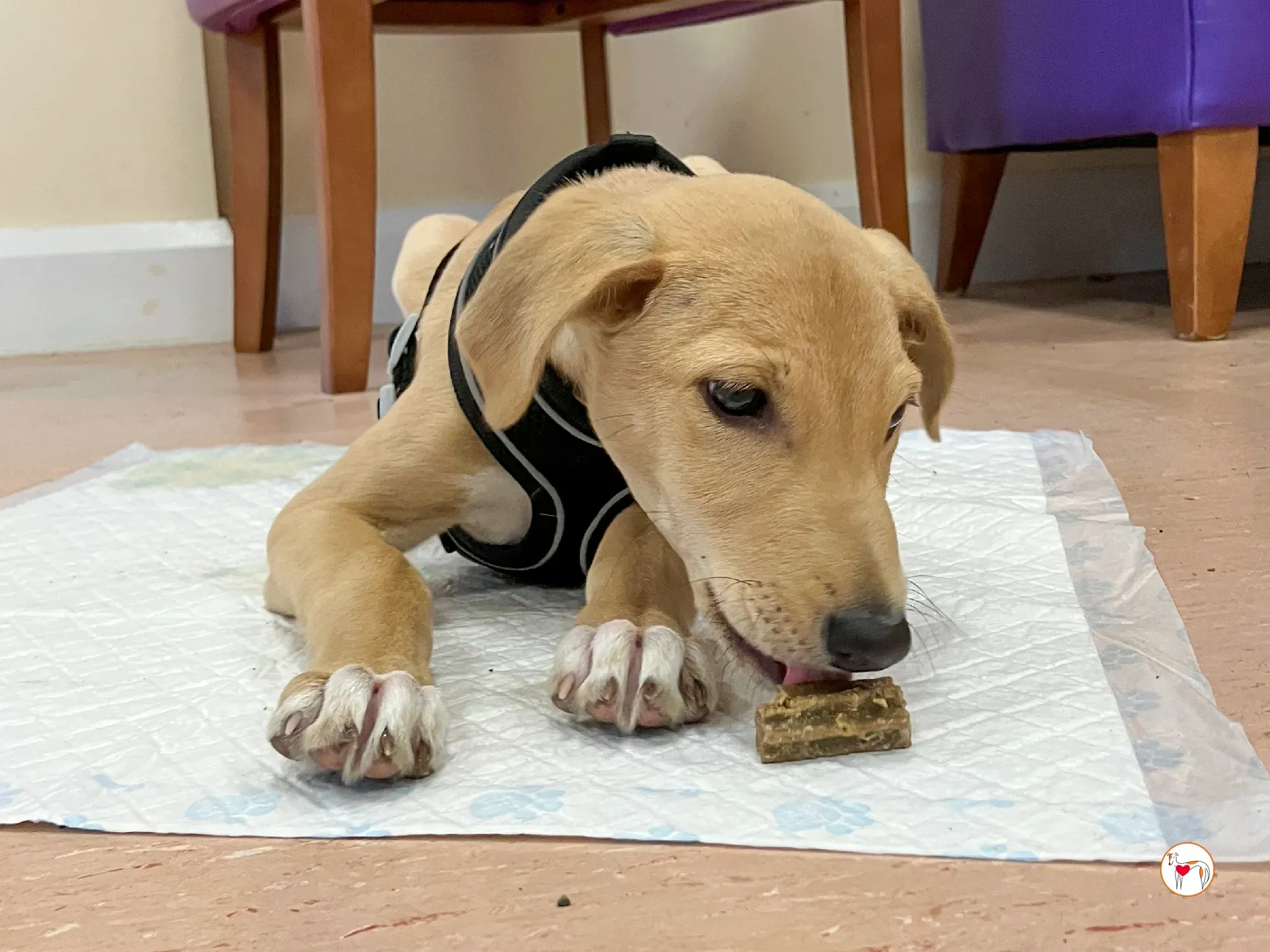 murphy grey adozione 27