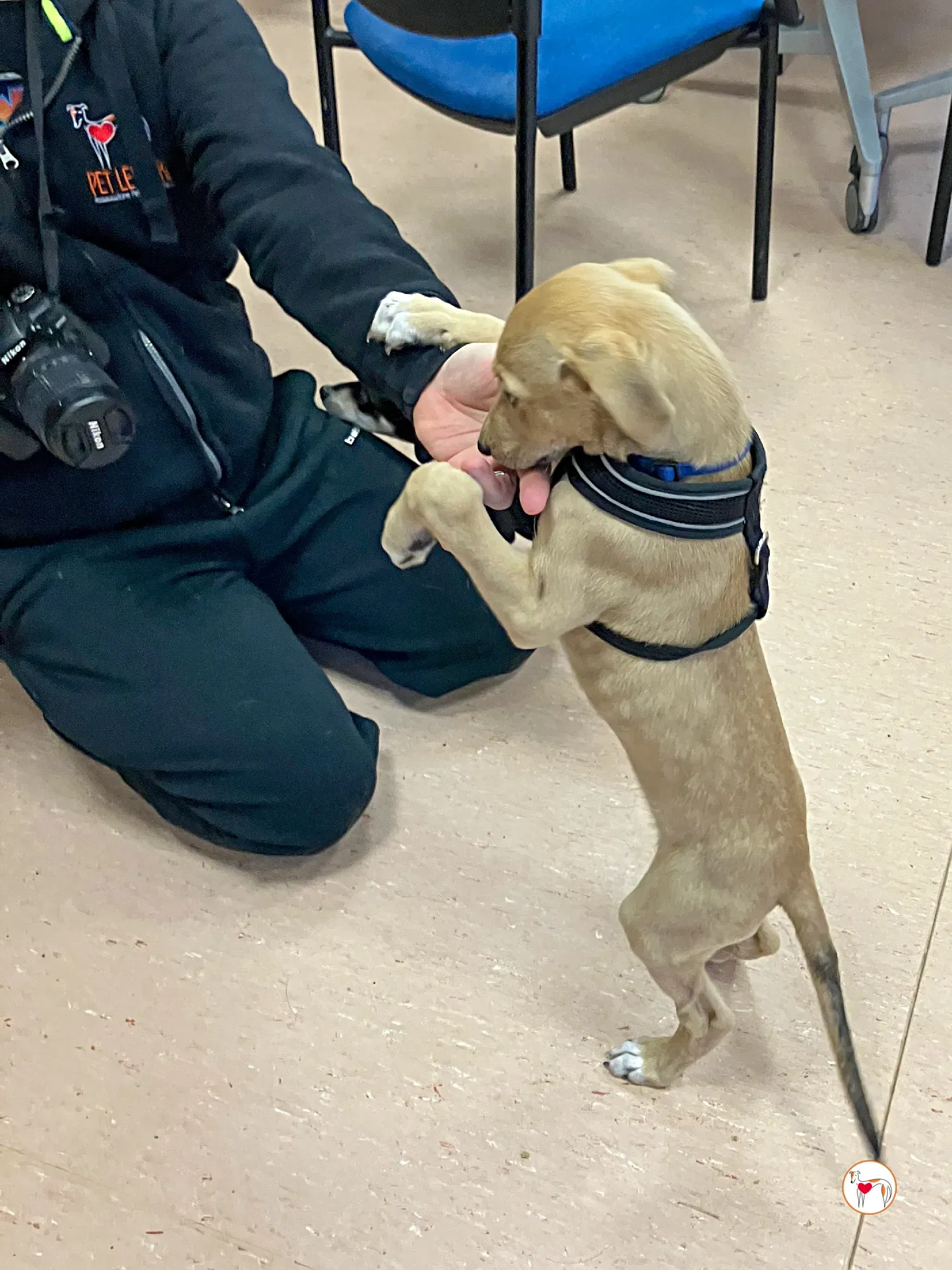 murphy grey adozione 29