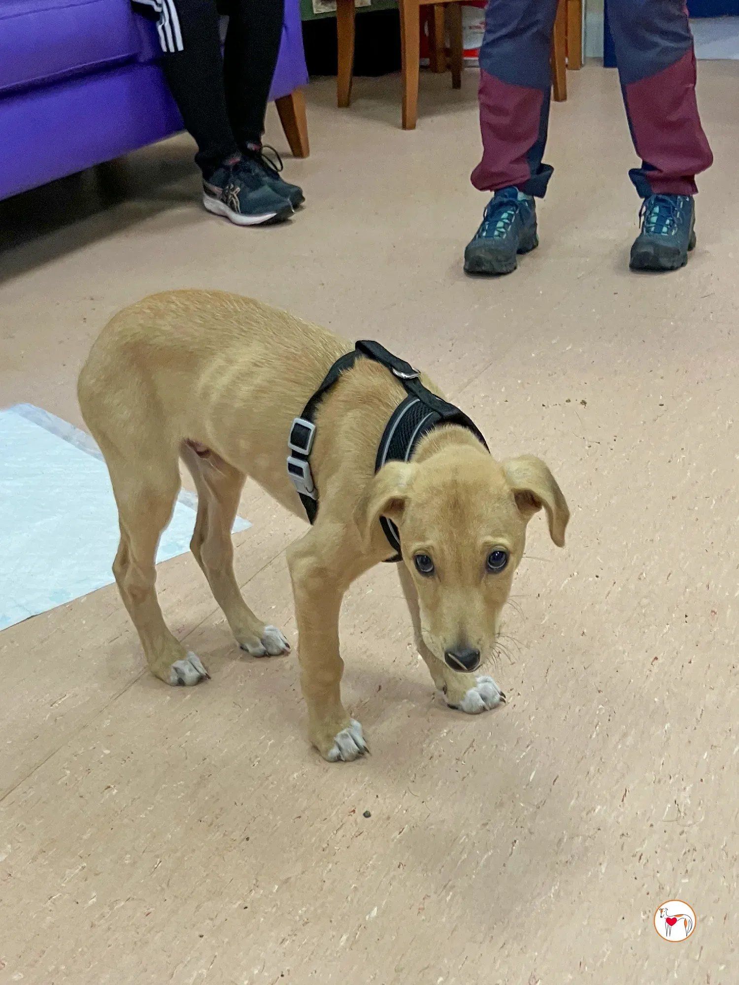 murphy grey adozione 31