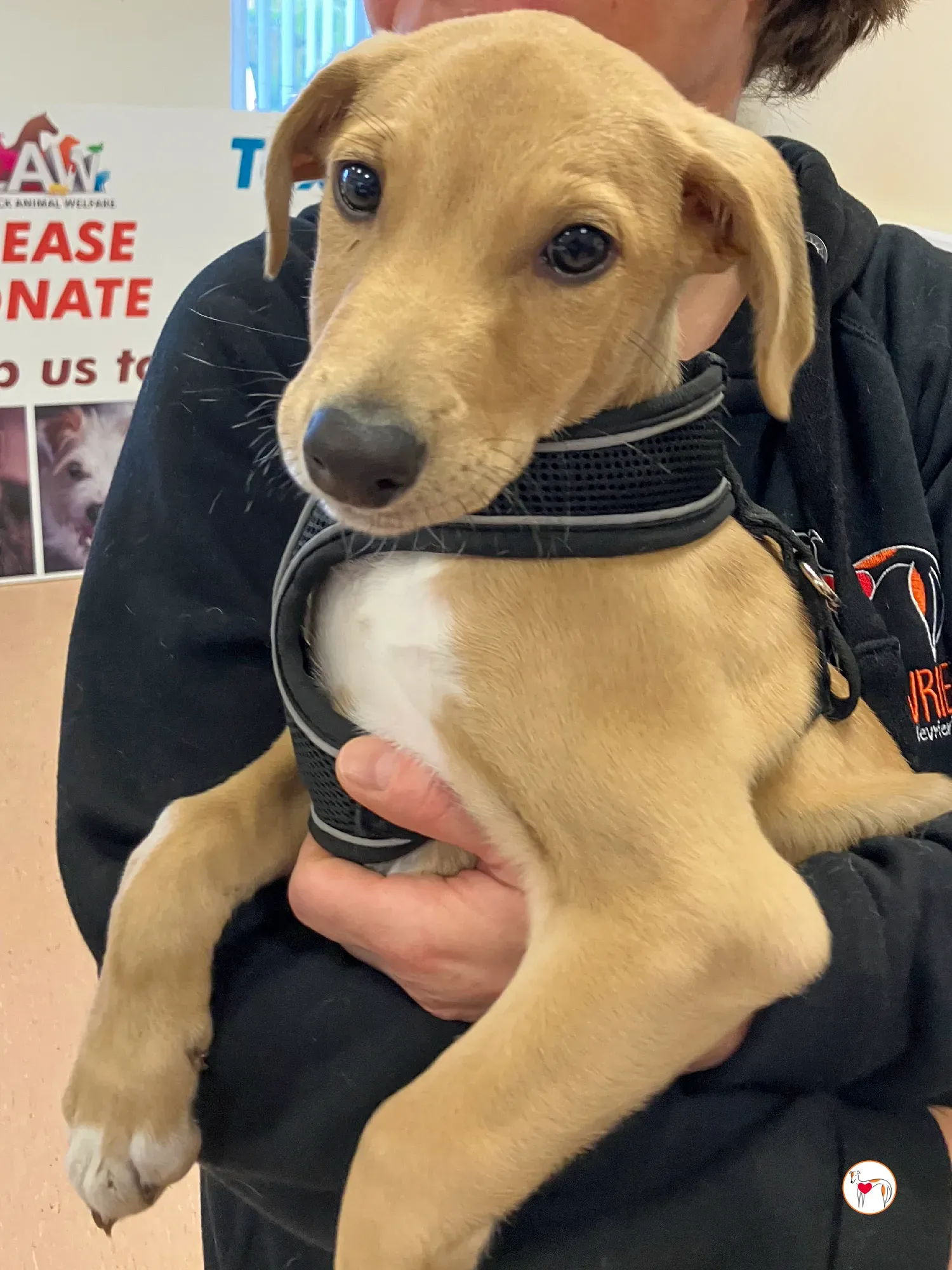 murphy grey adozione 33