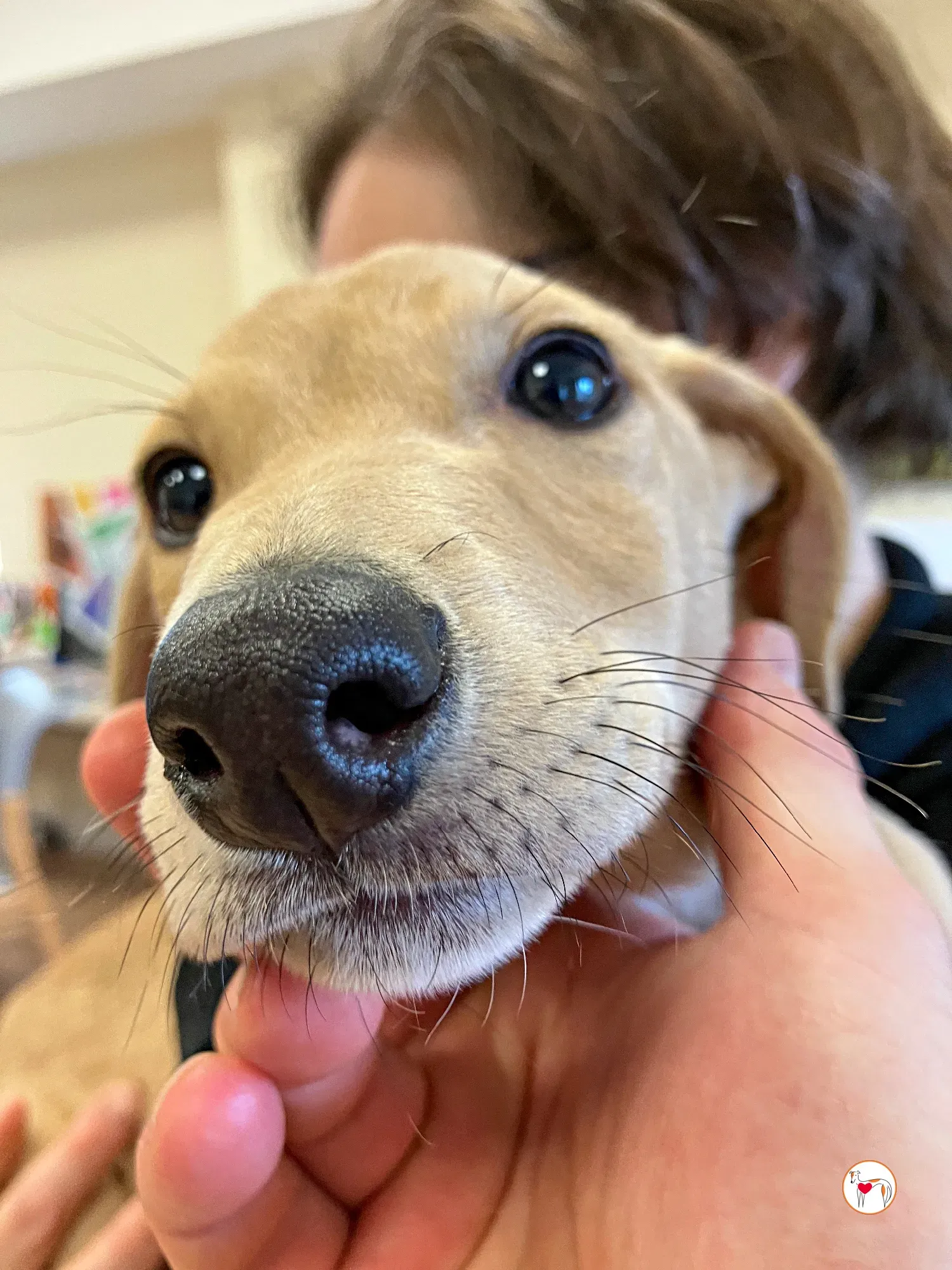 murphy grey adozione 35