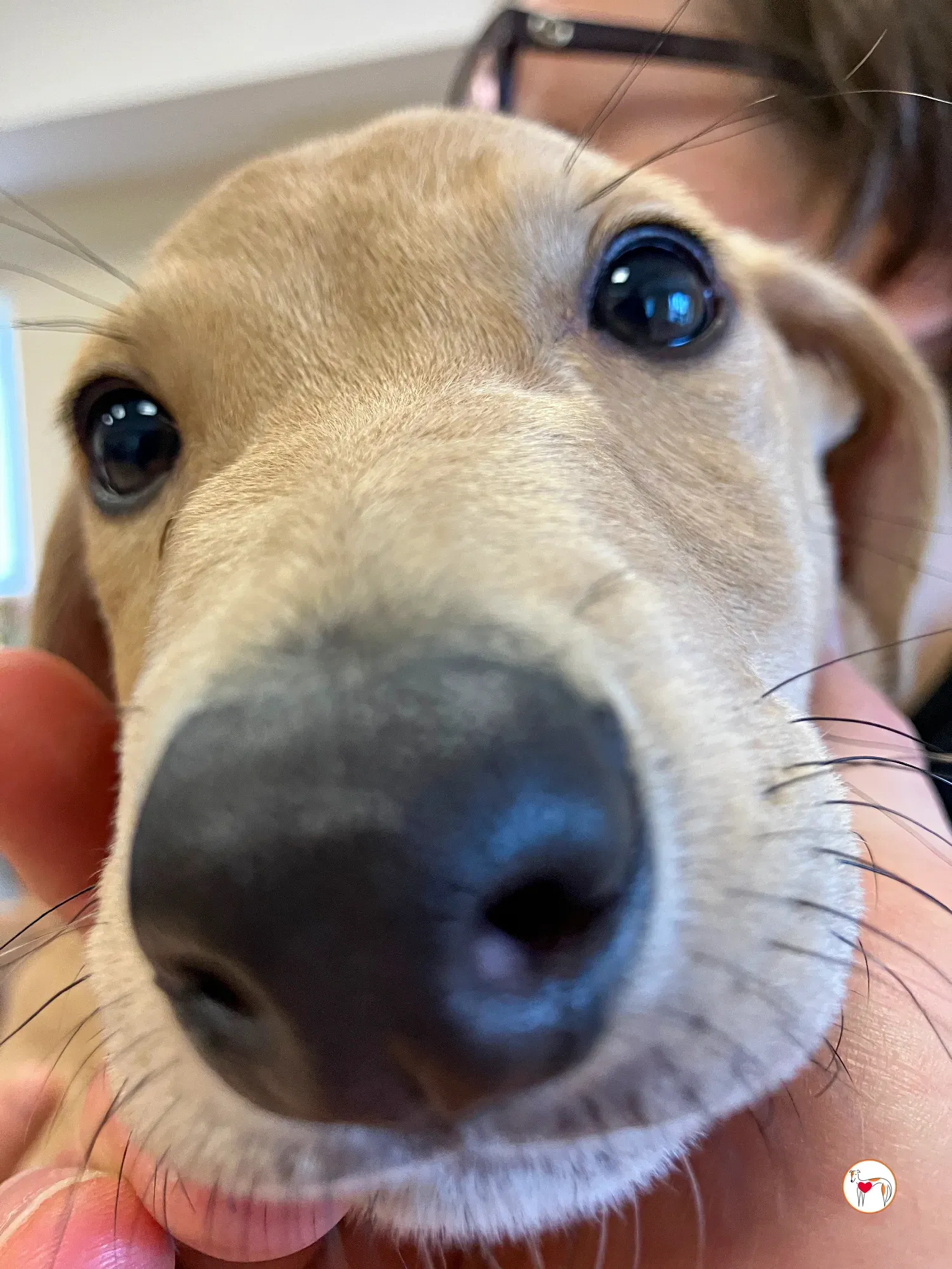 murphy grey adozione 37