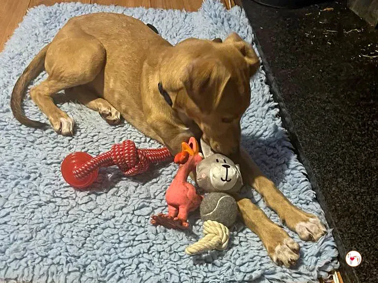 murphy grey cucciolo adozione 38