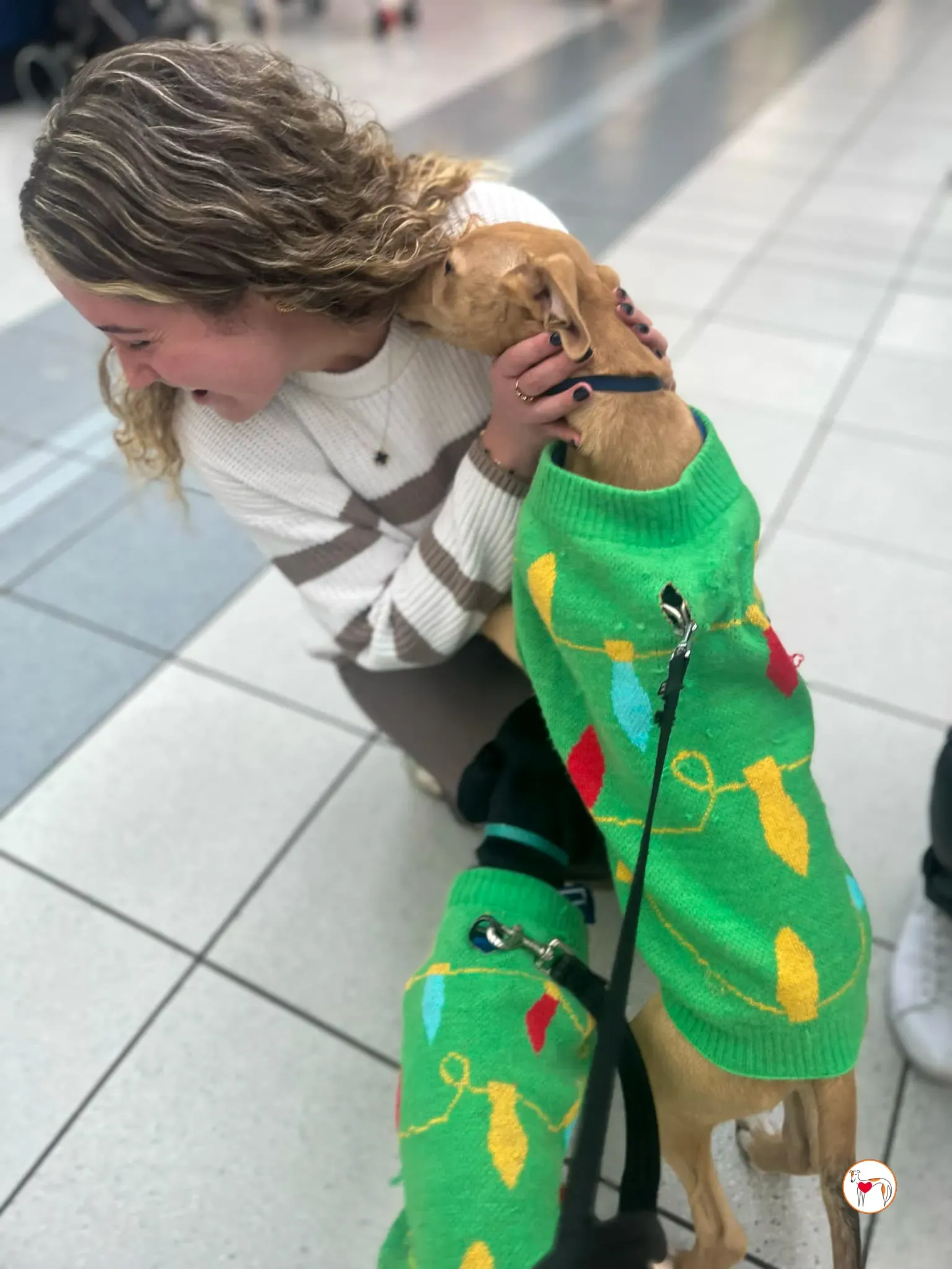 murphy grey cucciolo adozione 39