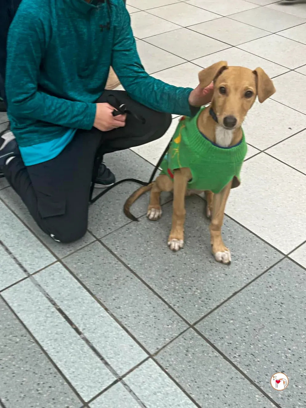 murphy grey cucciolo adozione 40