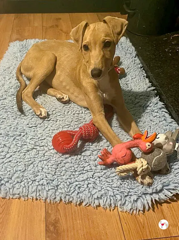 murphy grey cucciolo adozione 41