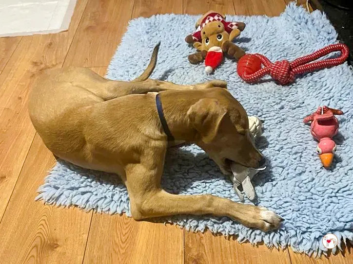 murphy grey cucciolo adozione 42