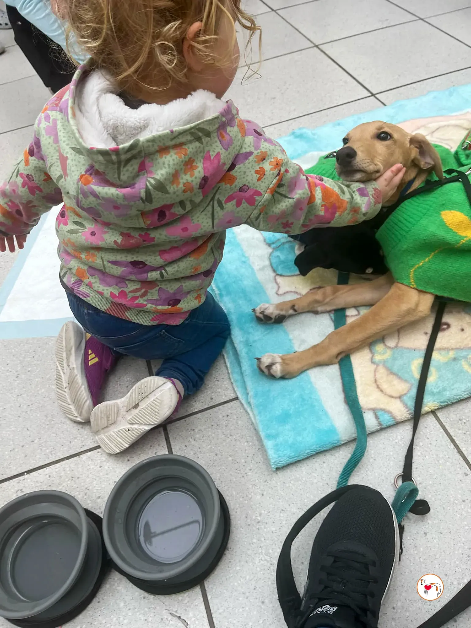 murphy grey cucciolo adozione 43