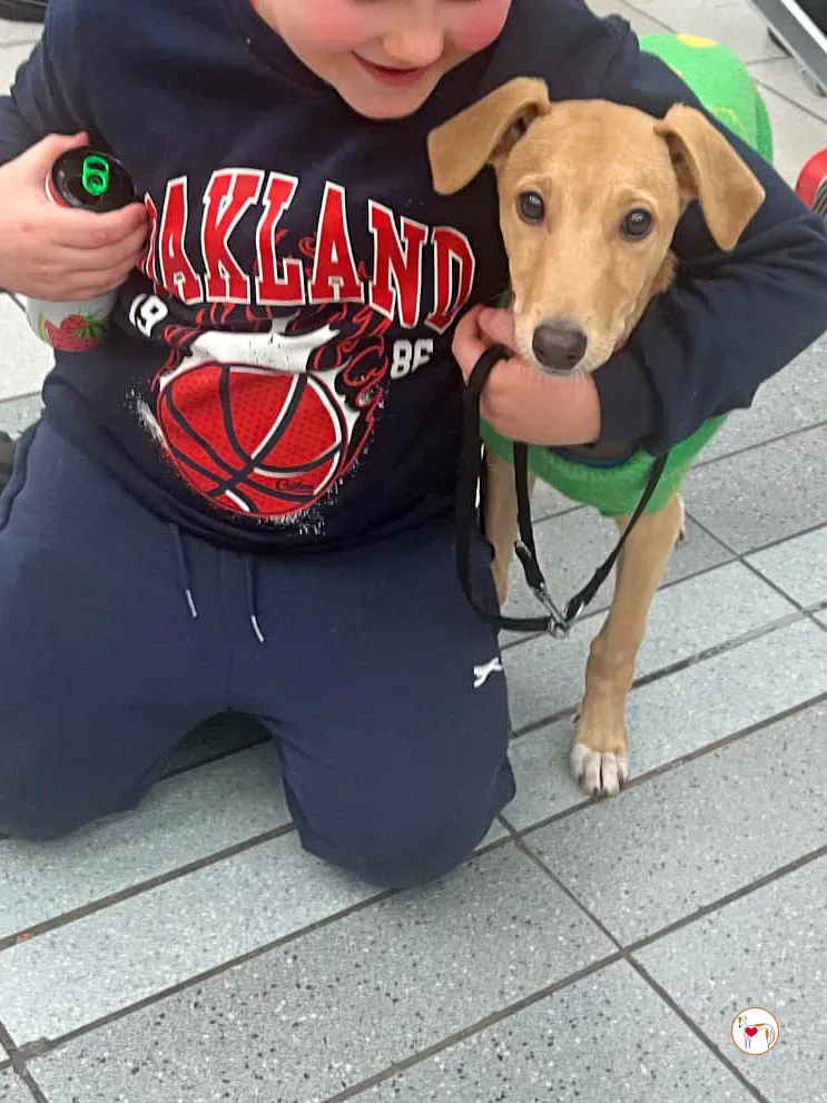 murphy grey cucciolo adozione 44