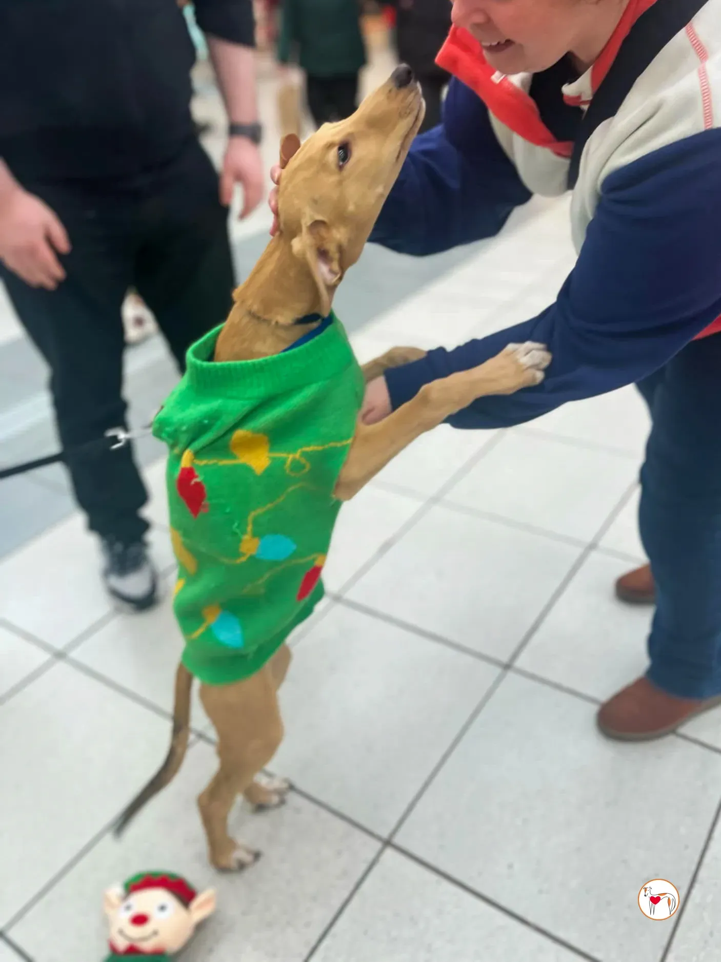 murphy grey cucciolo adozione 45