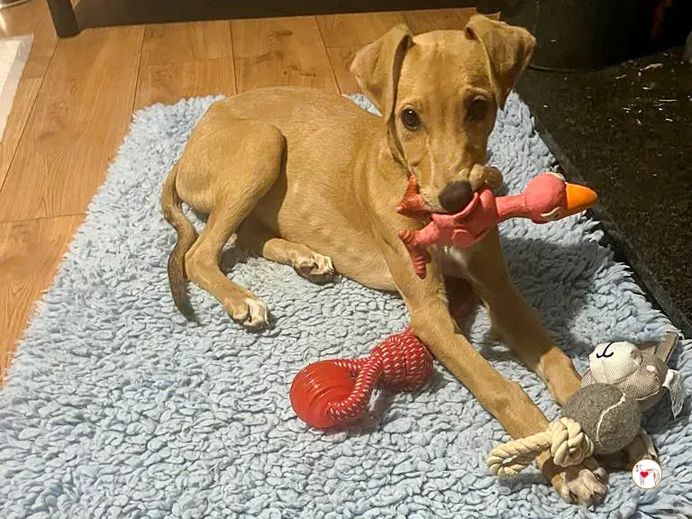 murphy grey cucciolo adozione 46