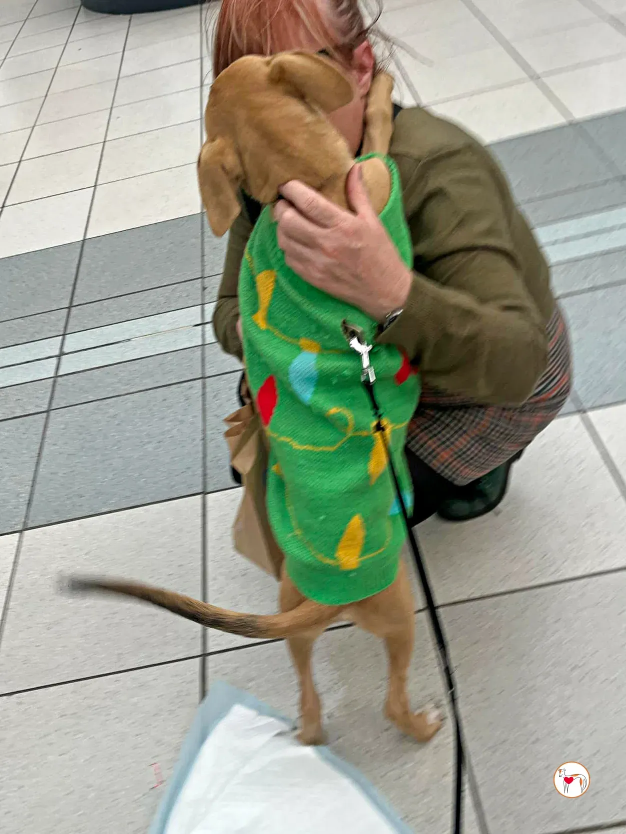 murphy grey cucciolo adozione 47