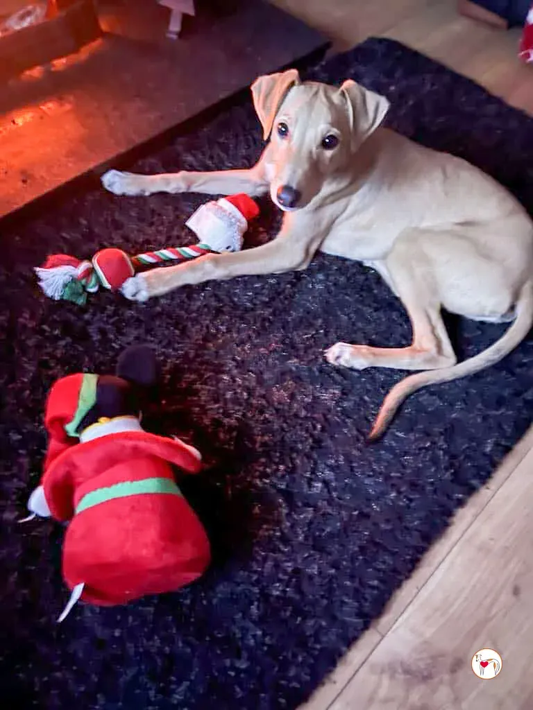 murphy grey cucciolo adozione 48