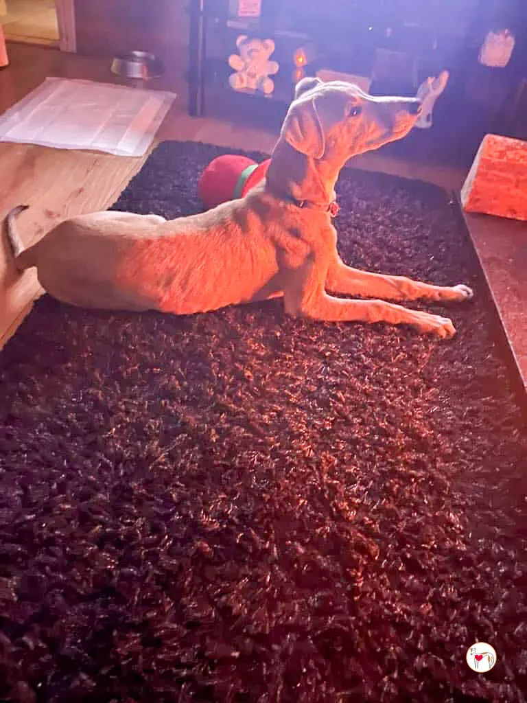 murphy grey cucciolo adozione 49