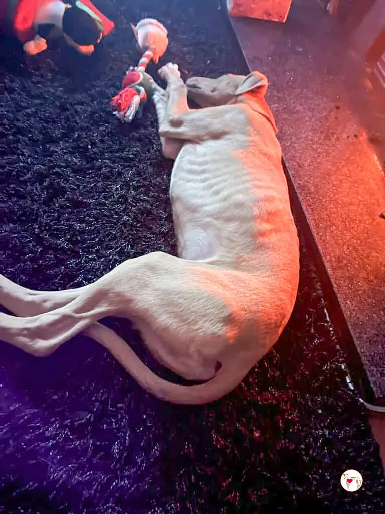 murphy grey cucciolo adozione 50