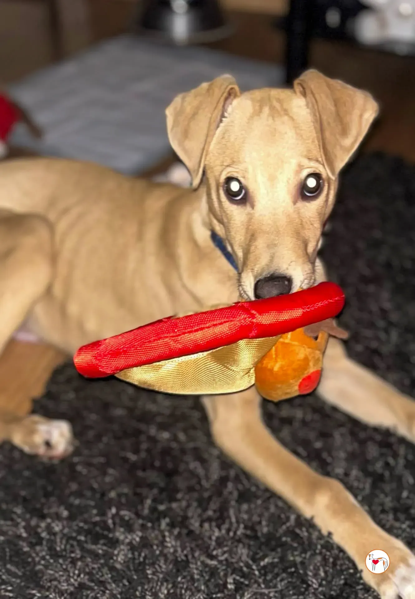 murphy grey cucciolo adozione 51