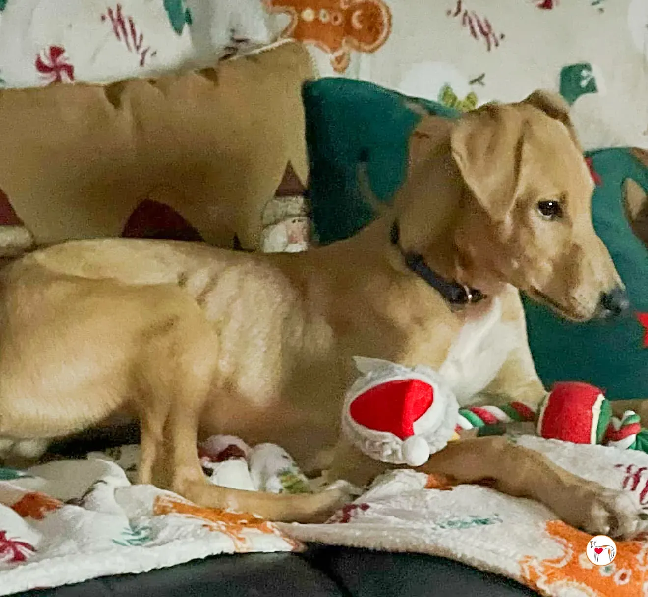 murphy grey cucciolo adozione 52