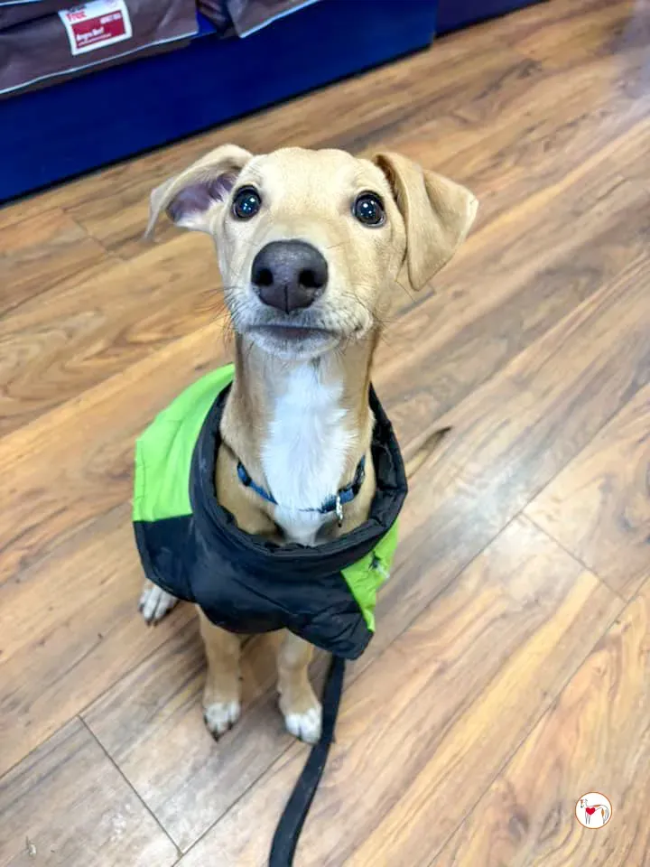 murphy grey cucciolo adozione 53