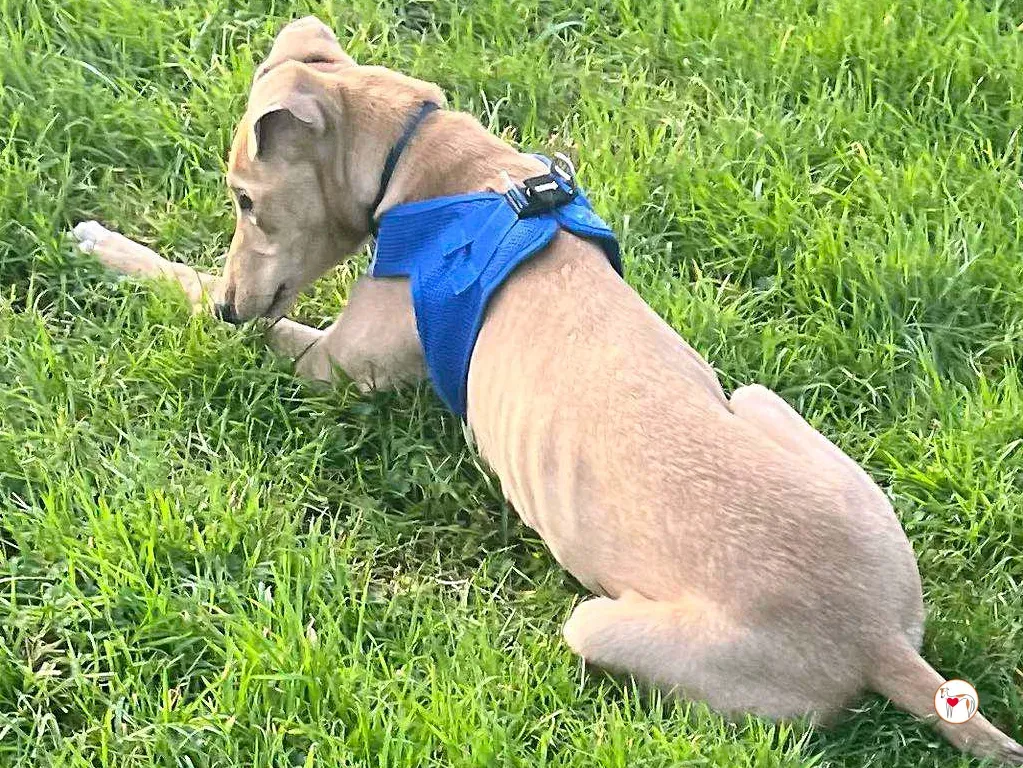 murphy grey cucciolo adozione 54