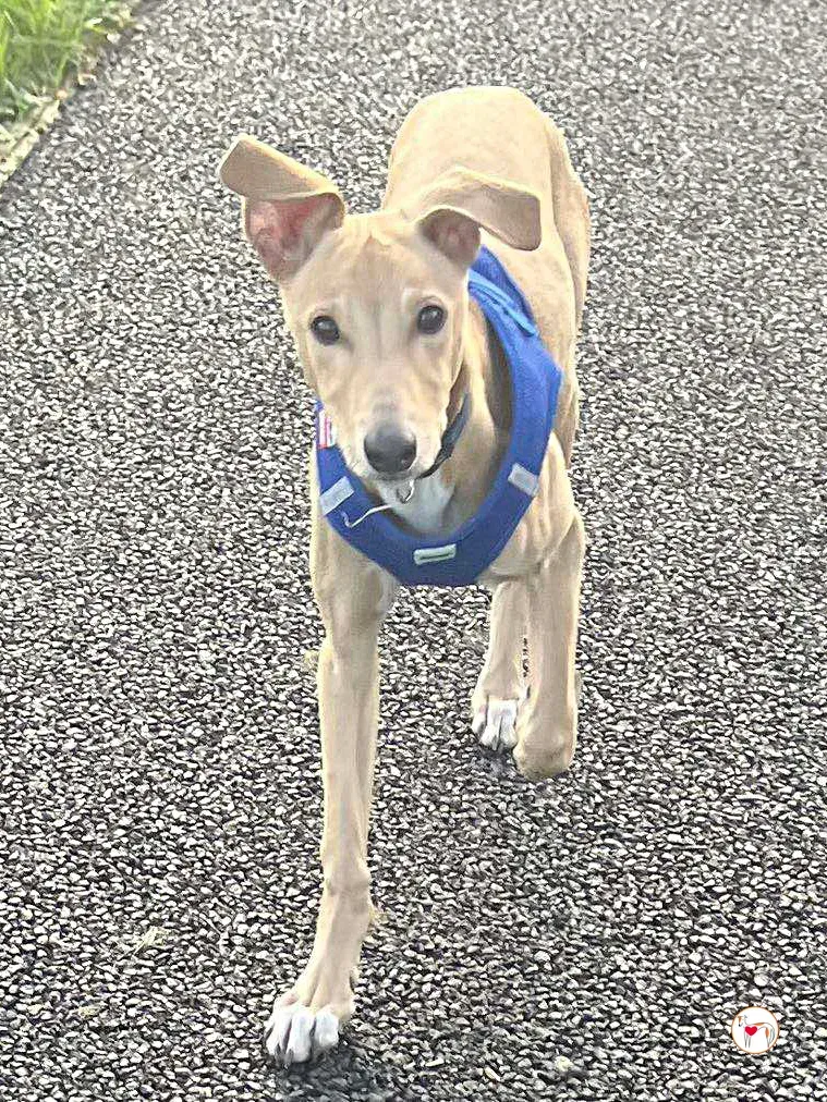 murphy grey cucciolo adozione 55