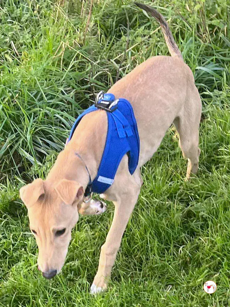 murphy grey cucciolo adozione 56