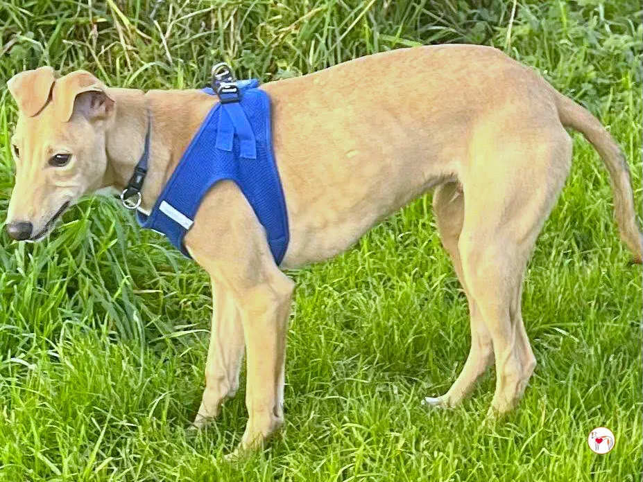 murphy grey cucciolo adozione 57