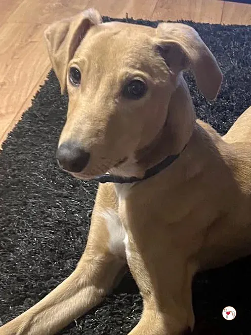 murphy grey cucciolo adozione 58