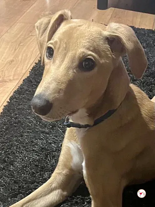 murphy grey cucciolo adozione 59