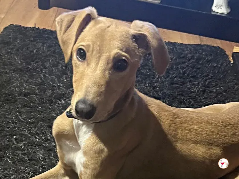 murphy grey cucciolo adozione 60