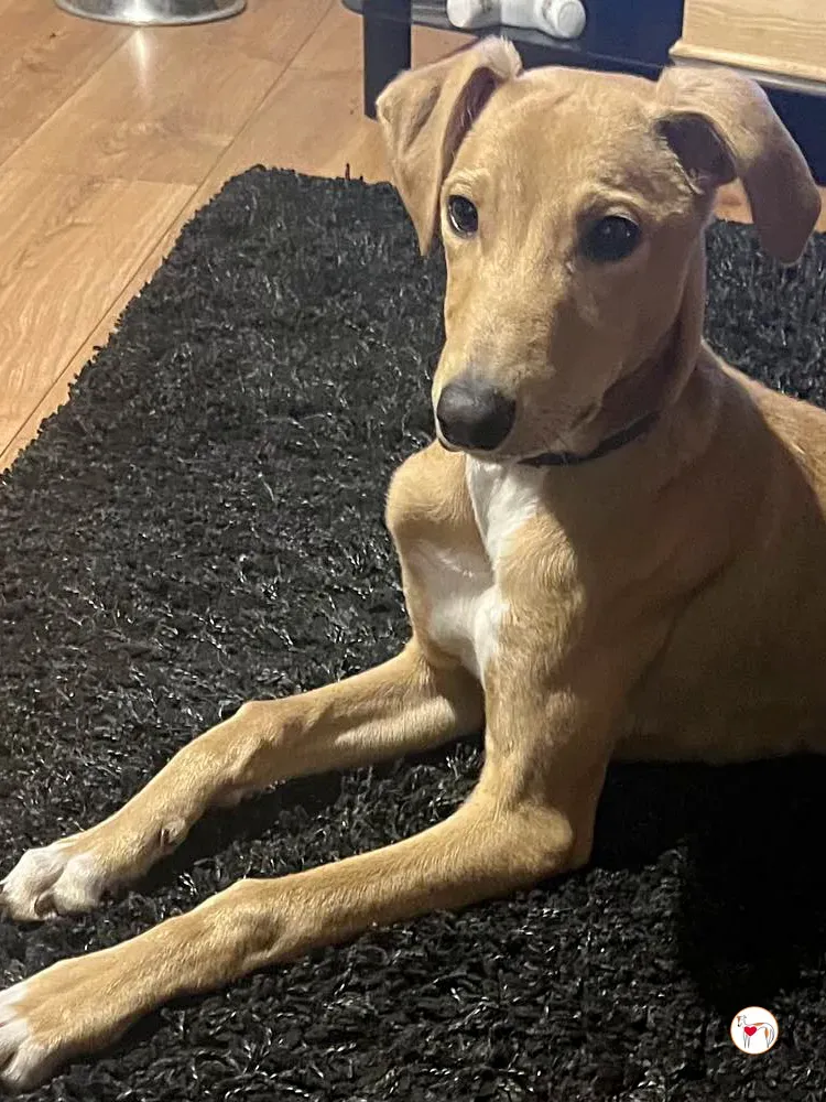 murphy grey cucciolo adozione 61