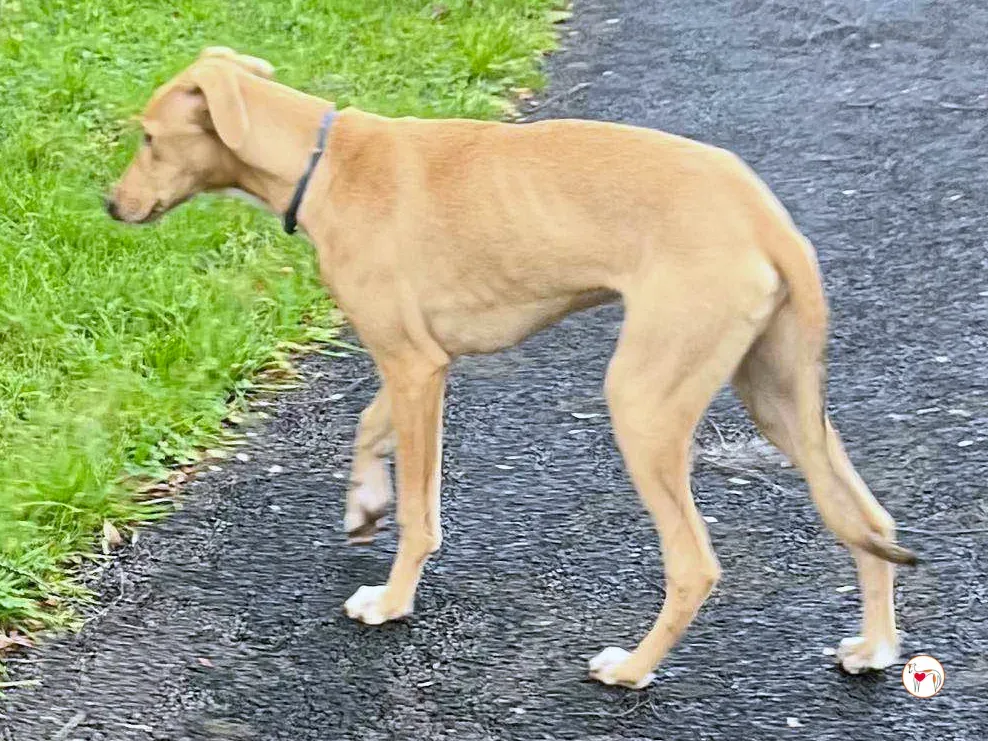 murphy grey cucciolo adozione 62