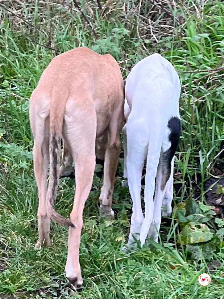 murphy grey cucciolo adozione 63