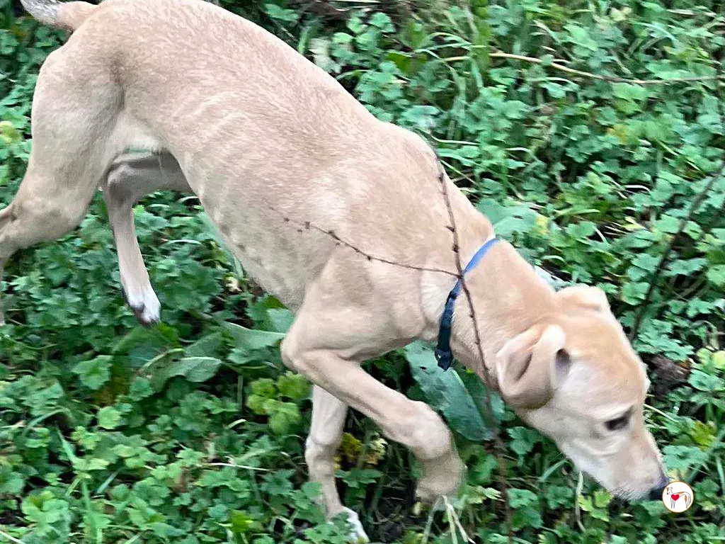 murphy grey cucciolo adozione 64