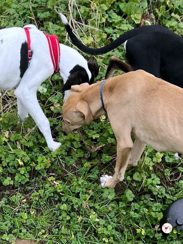 murphy grey cucciolo adozione 65