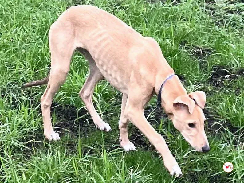 murphy grey cucciolo adozione 66