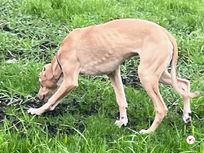 murphy grey cucciolo adozione 67