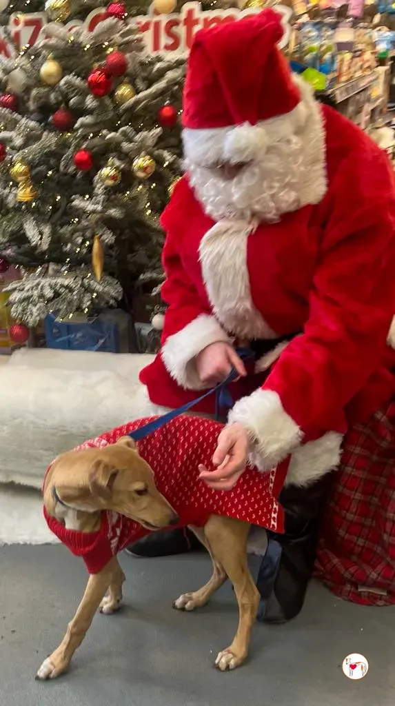 murphy grey cucciolo adozione natale 01