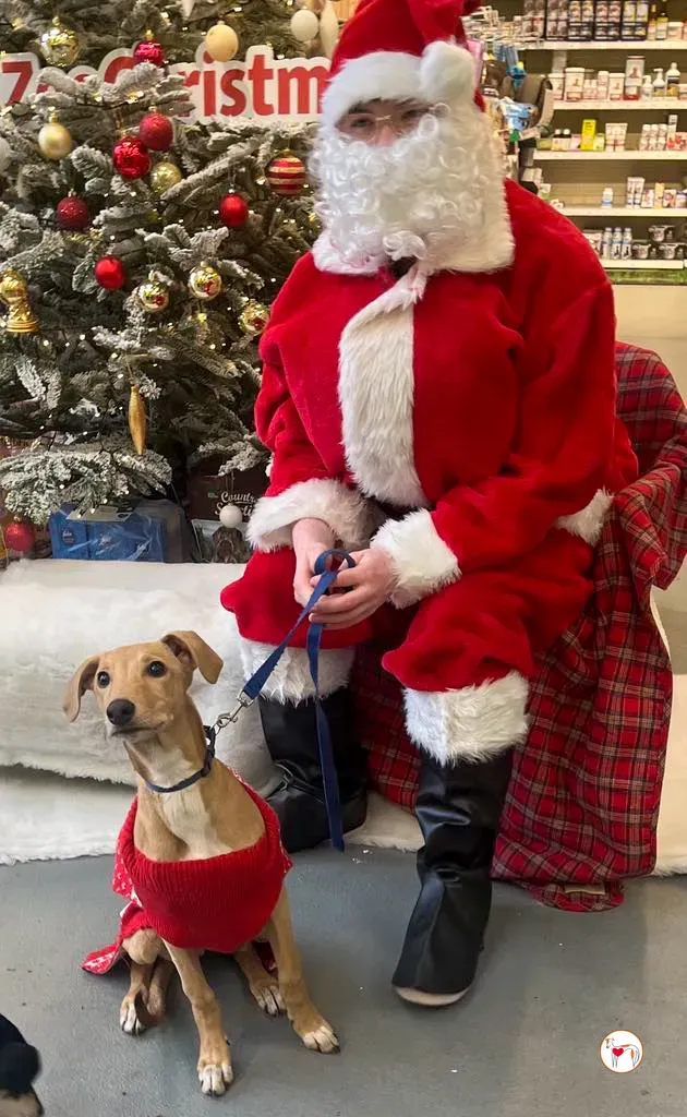 murphy grey cucciolo adozione natale 02