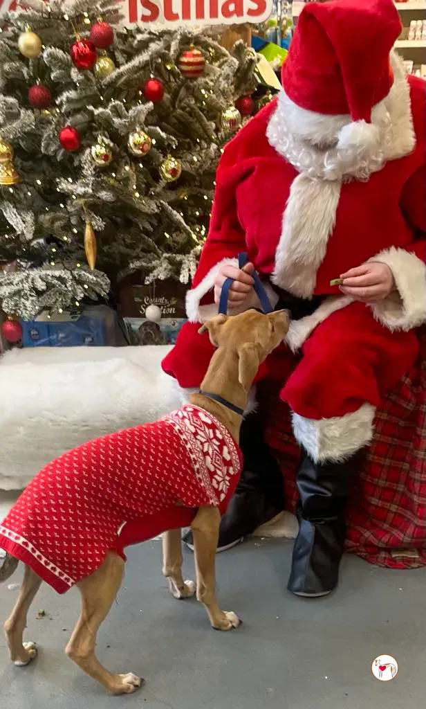 murphy grey cucciolo adozione natale 03